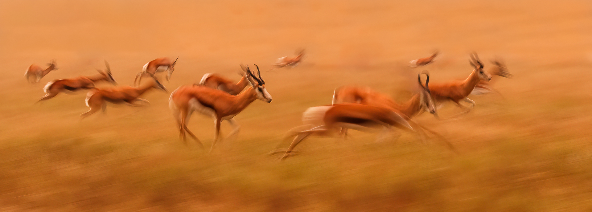 Springboks Jumping