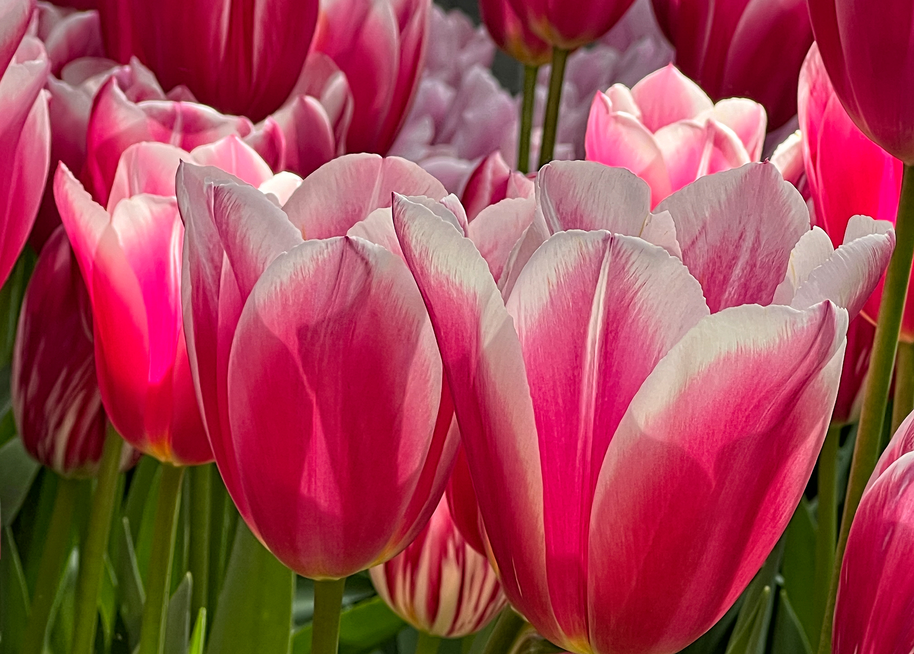 Belles of the Ball Keukenhof Pavillion Netherlands