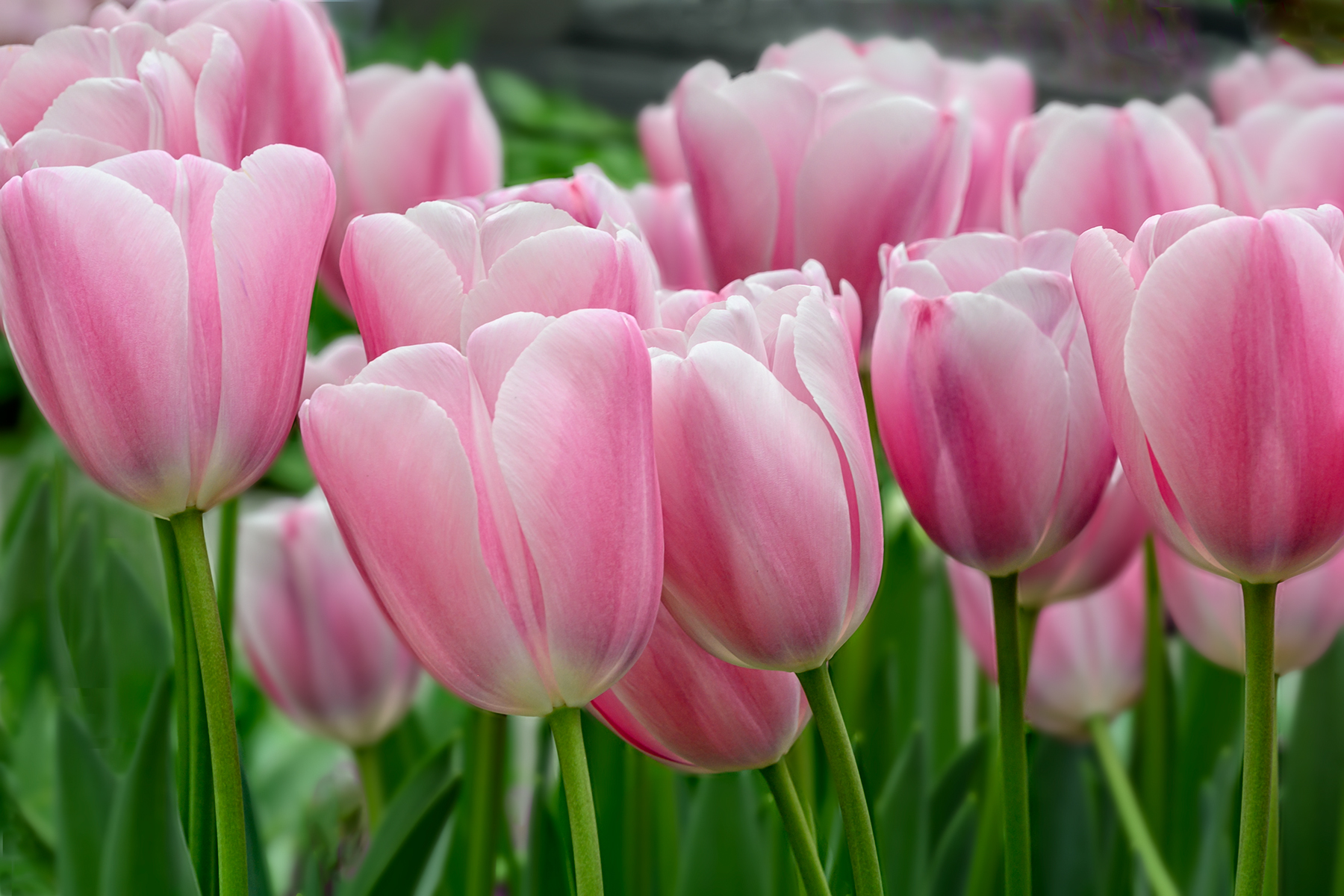 Blush Pink Keukenhof Pavillion Netherlands