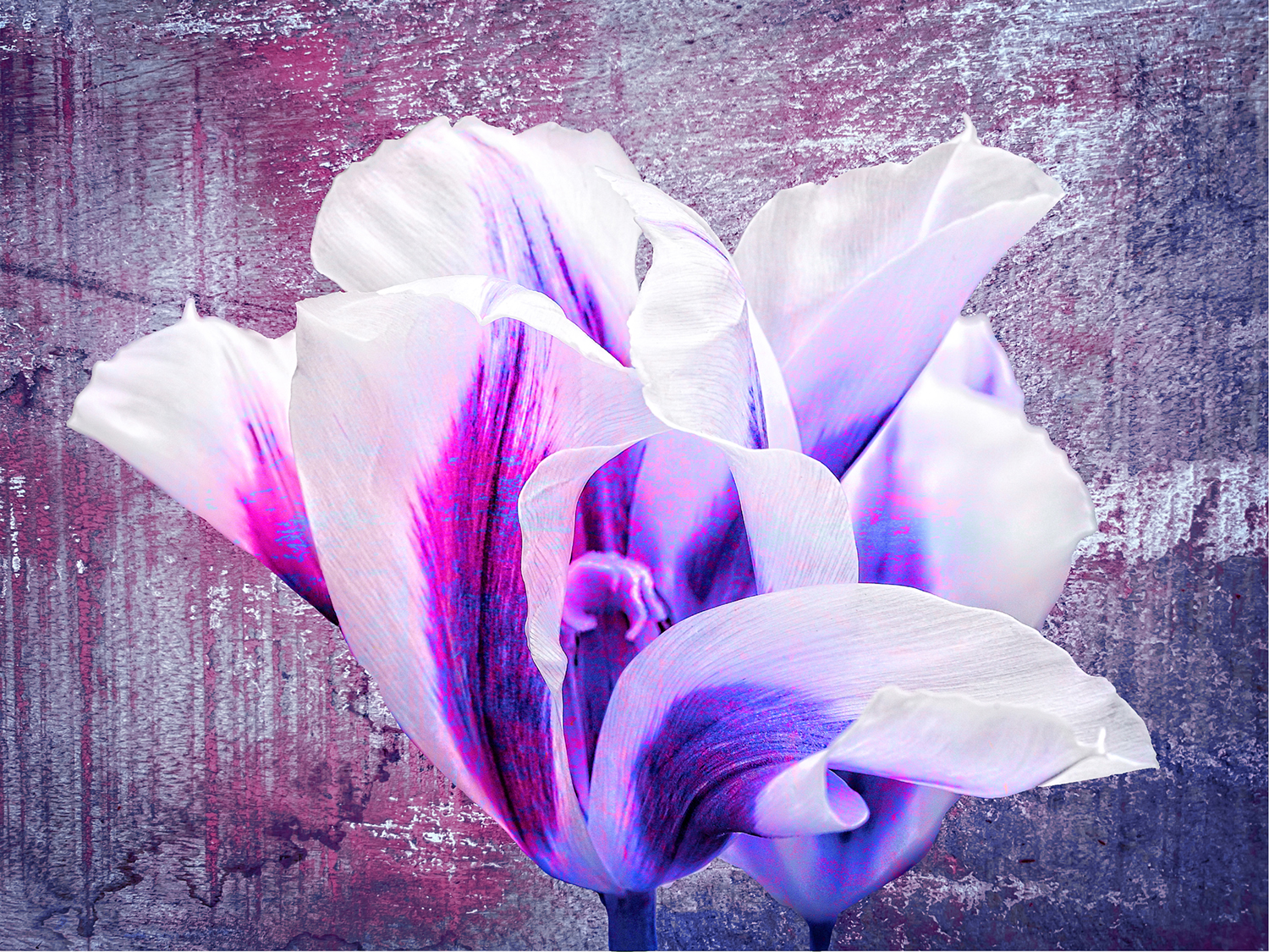 Exotica Orchid Style Tulip Keukenhof Pavillion Netherlands