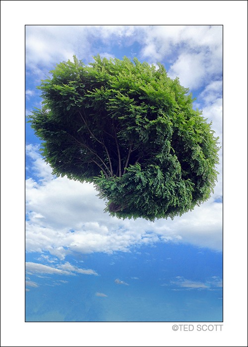 FLYING TREE