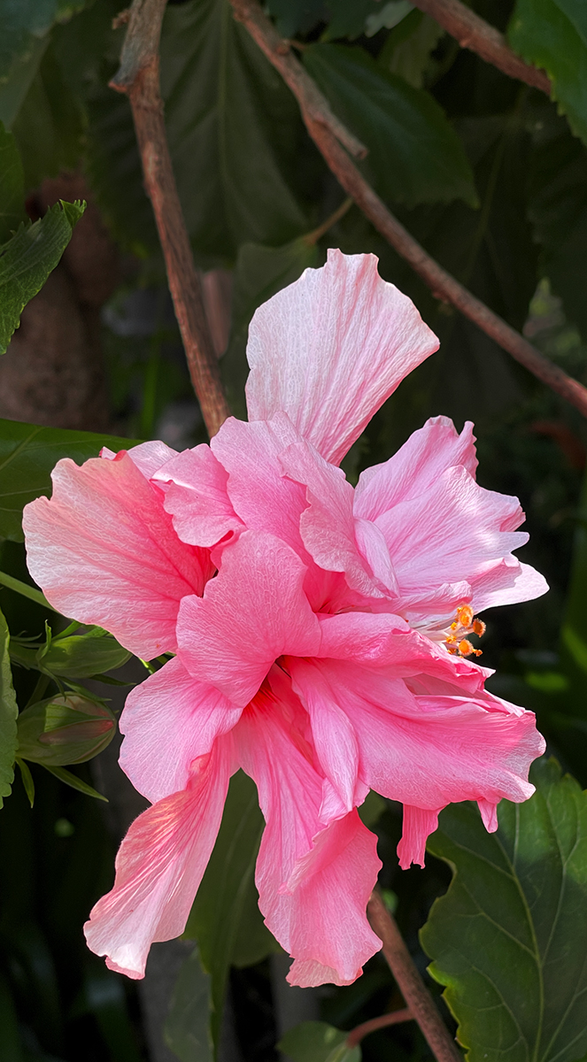 HIBISCUS