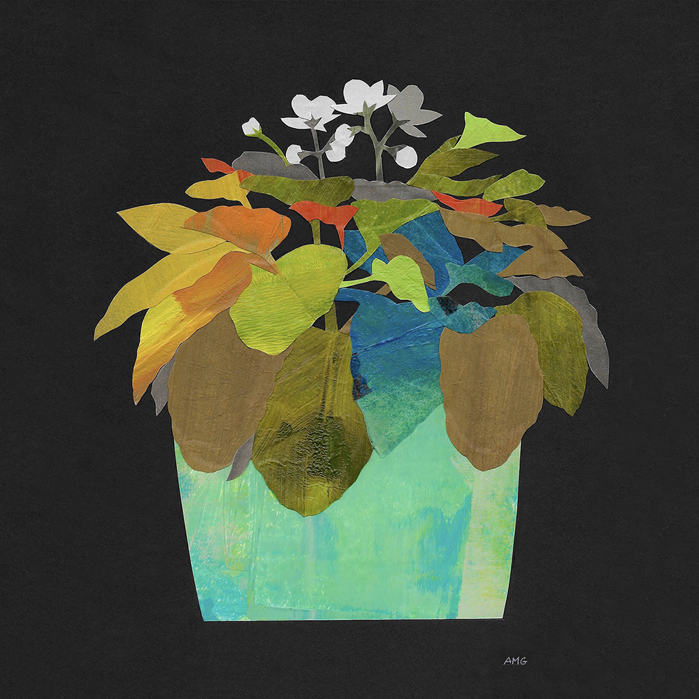 AfricanViolet 2SQ INSTA