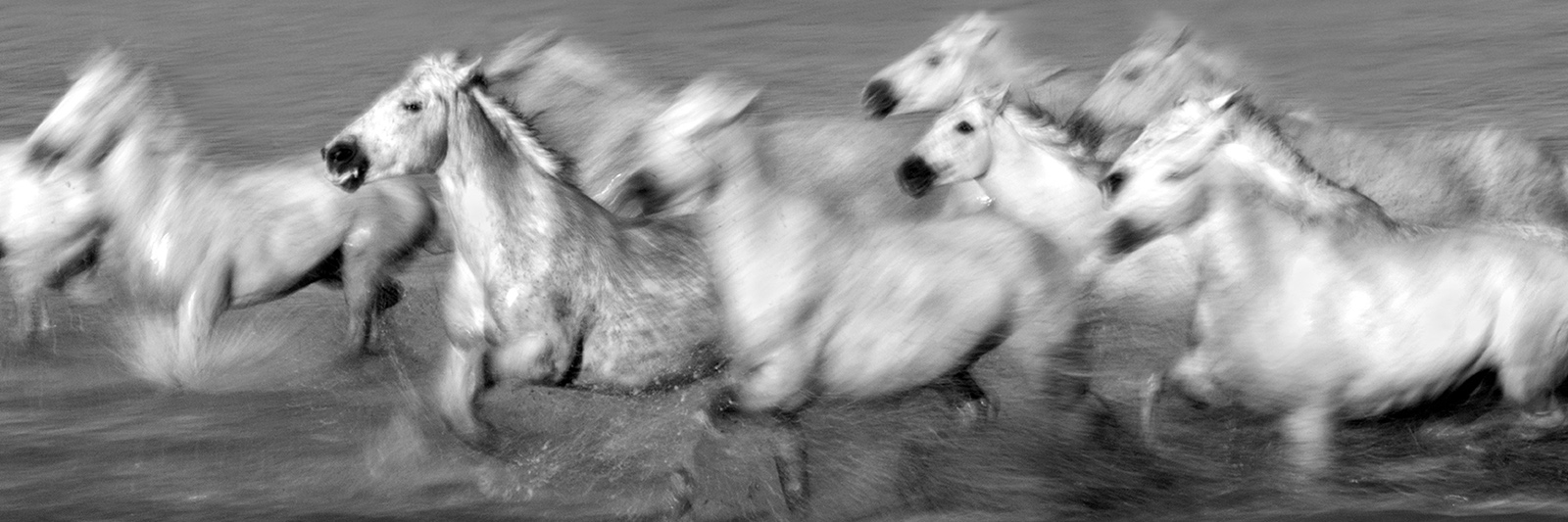 white horses running through water camargue france